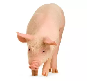 БМВД для откорма свиней 10%