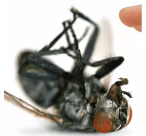 Квік-Байт 750г, системний інсектицид для знищення комах