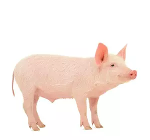 БМВД ростовой для свиней, 15%